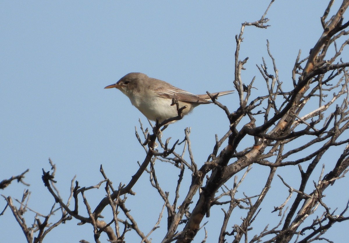 Olive-tree Warbler - ML231883071