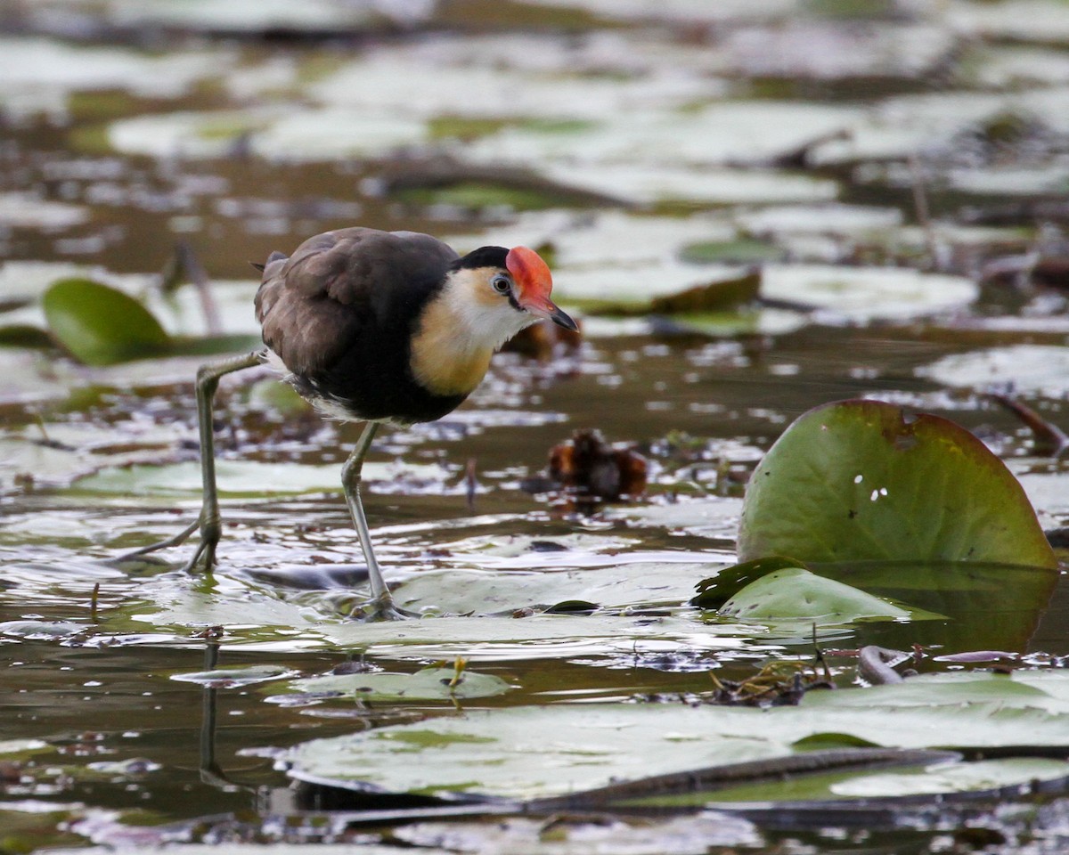 Comb-crested Jacana - ML231885501