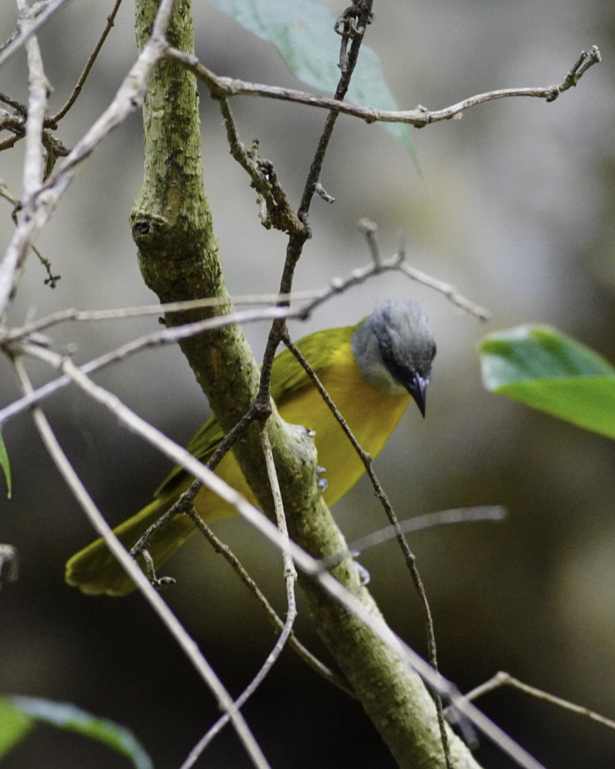 Gray-headed Tanager - javier  mesa