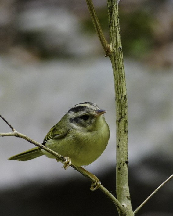 Dreistreifen-Waldsänger - ML231885981