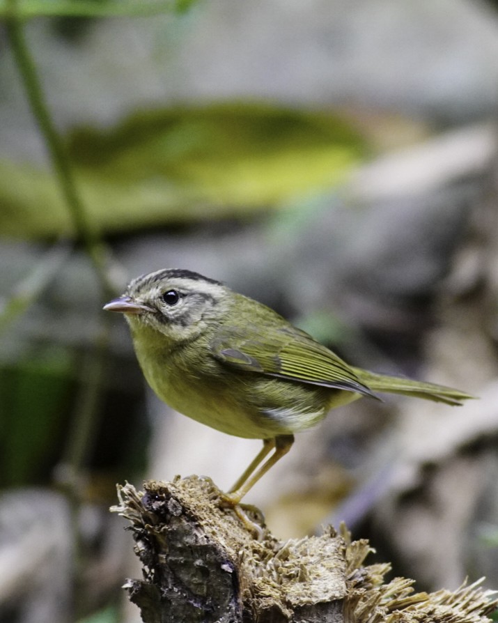 Dreistreifen-Waldsänger - ML231886011