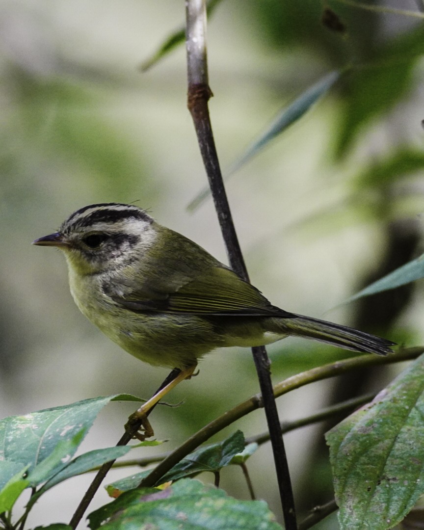 Three-striped Warbler - javier  mesa