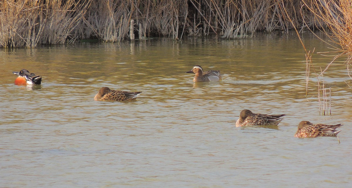 Garganey - ML231887131