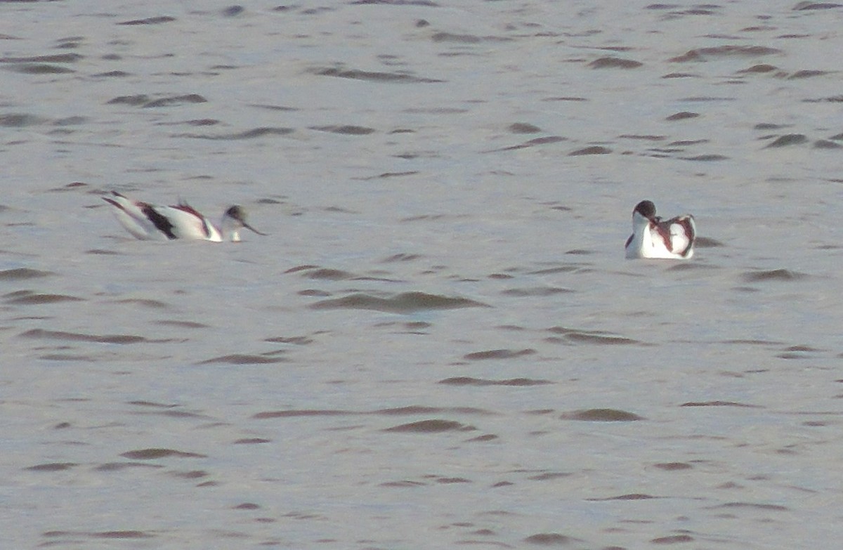 Avocette élégante - ML231887271