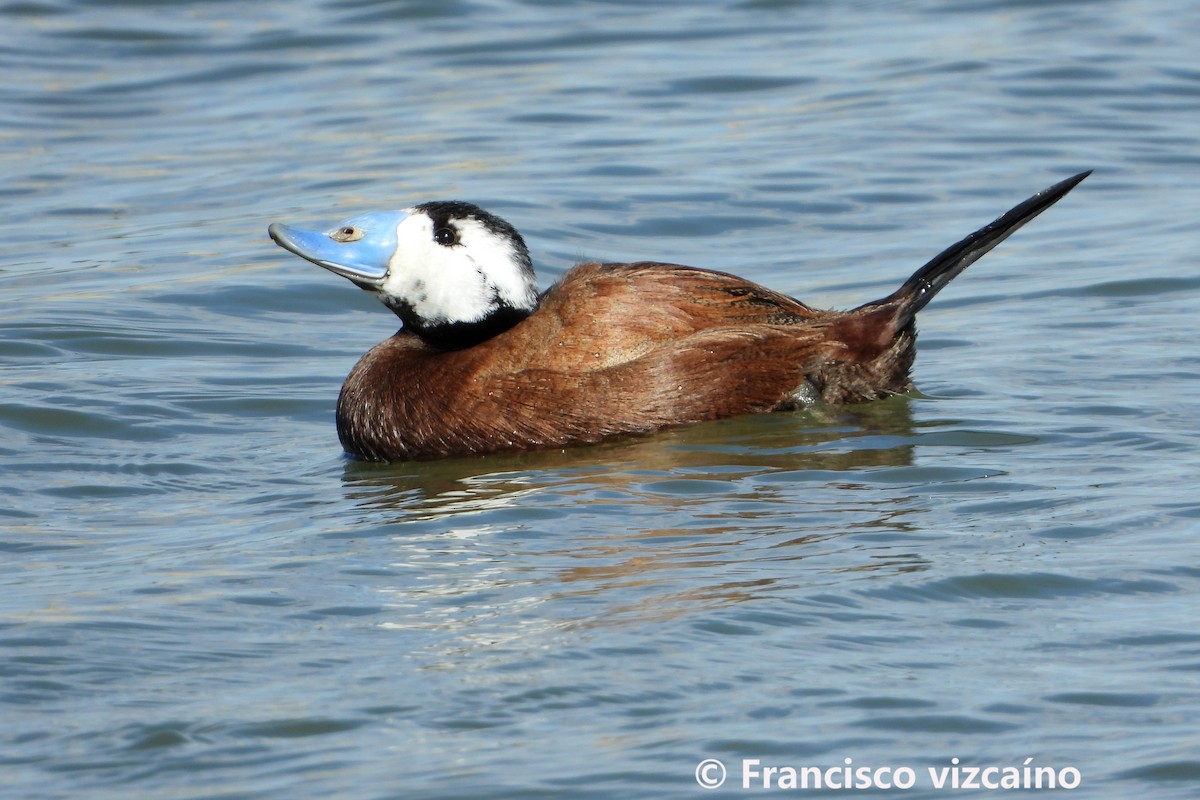 White-headed Duck - Francisco Vizcaíno