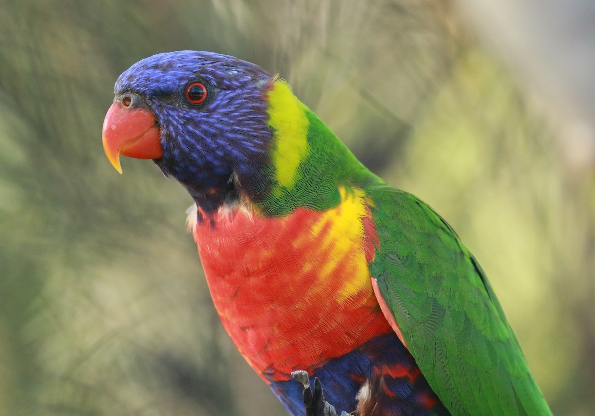 Rainbow Lorikeet - ML231889761