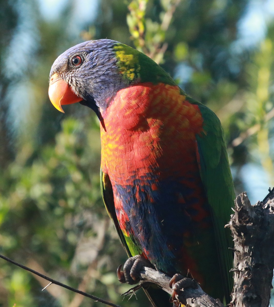 Rainbow Lorikeet - ML231889781