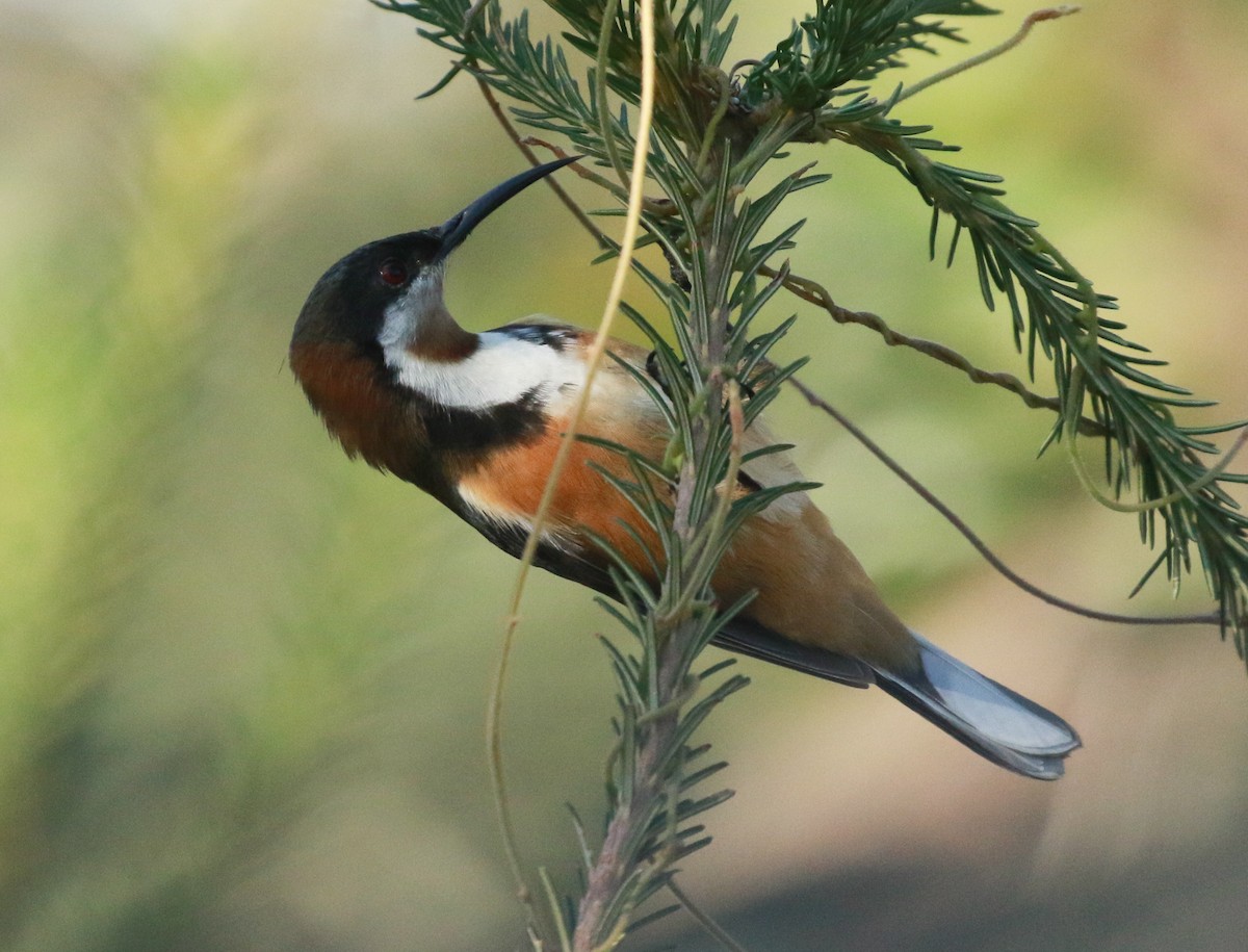 Eastern Spinebill - ML231889791