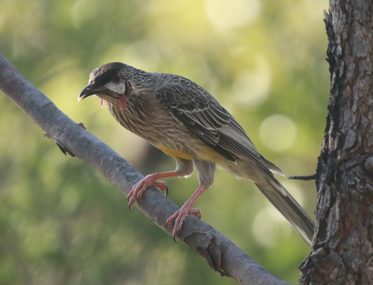 Red Wattlebird - ML231889821