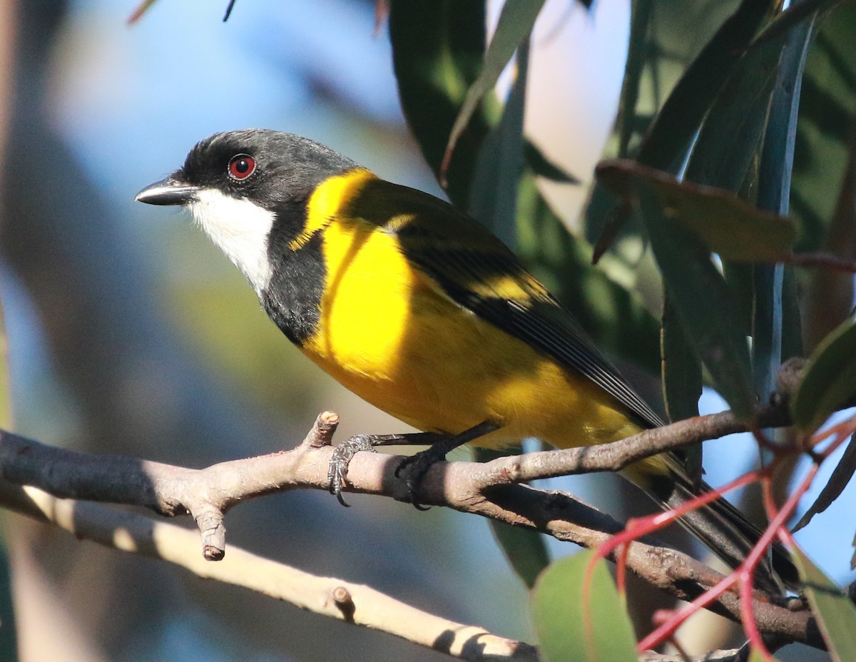 Golden Whistler - ML231889841