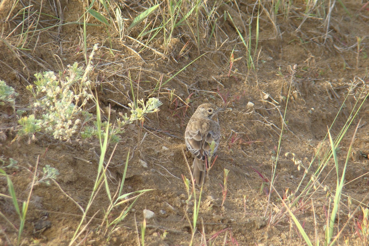 Horned Lark - ML231889851