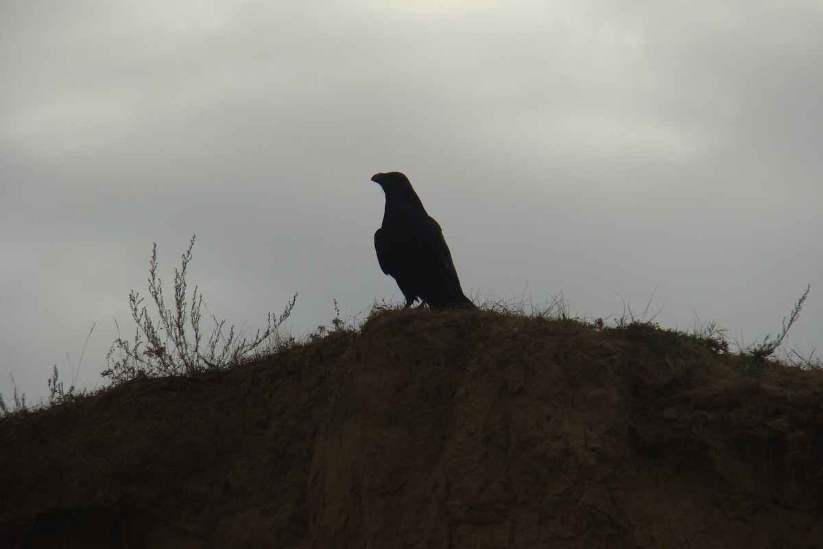 Common Raven - Dmitriy Pashchenko