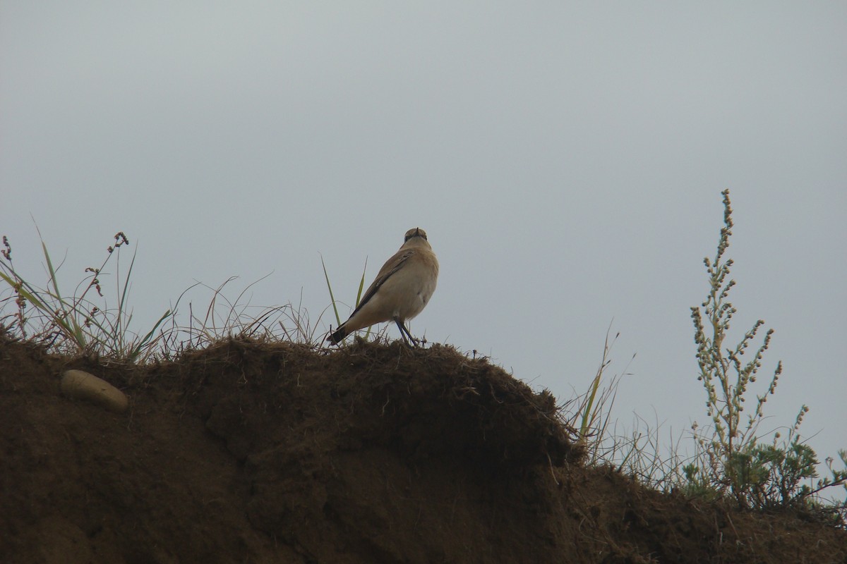 Isabelline Wheatear - ML231890421