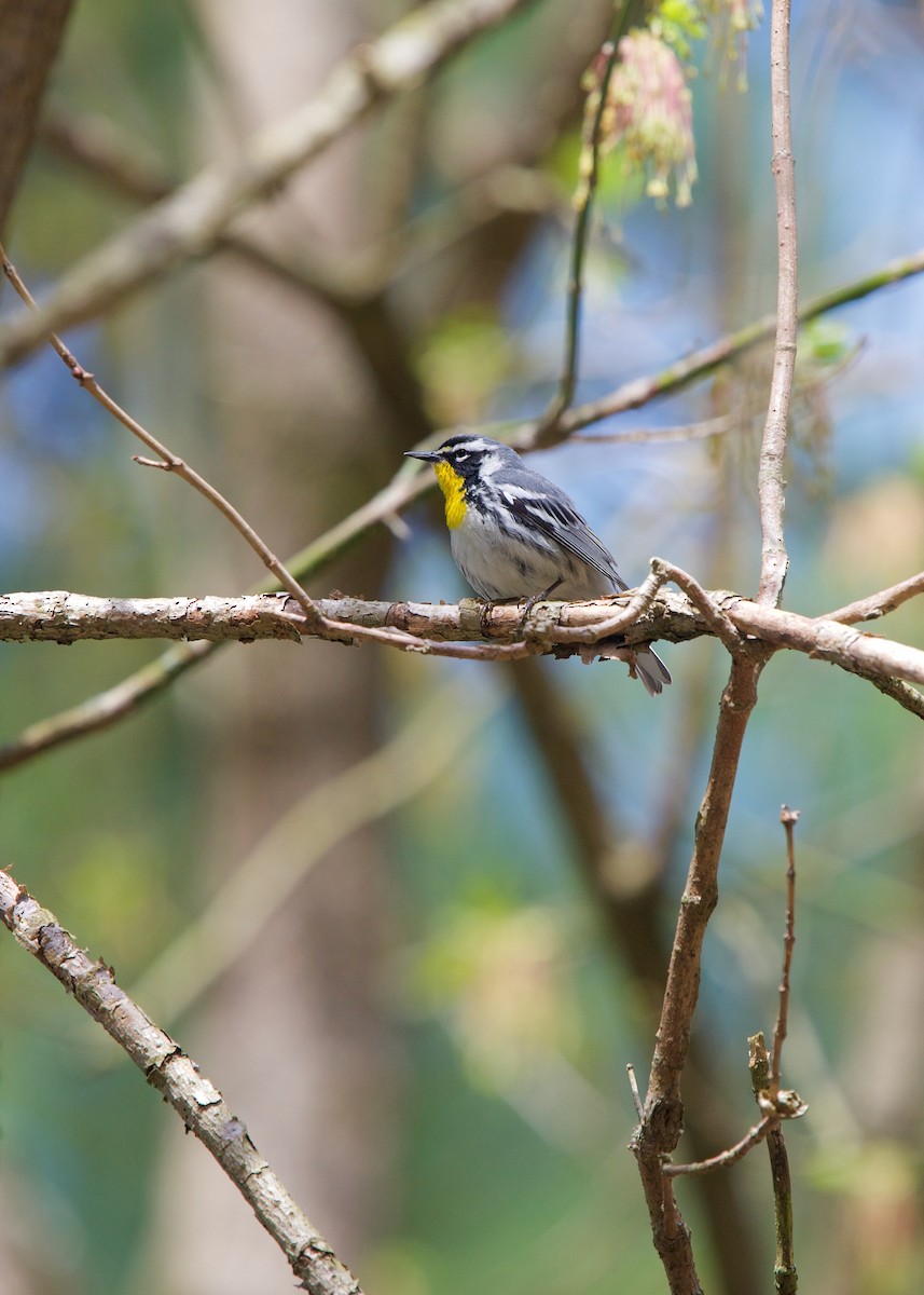 Yellow-throated Warbler - ML231891231