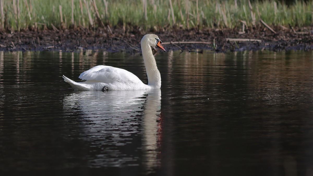 Mute Swan - ML231893061