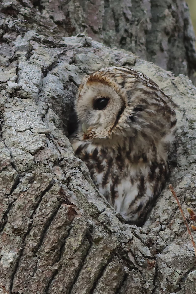 Tawny Owl - Zhiwen Liu