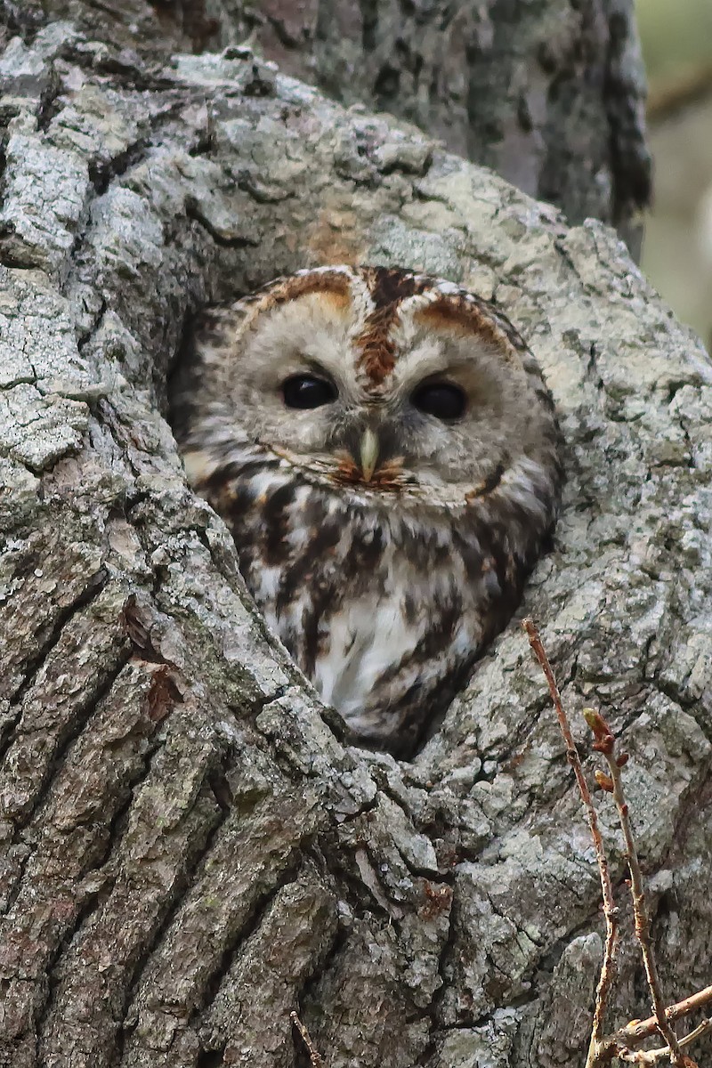 Tawny Owl - Zhiwen Liu