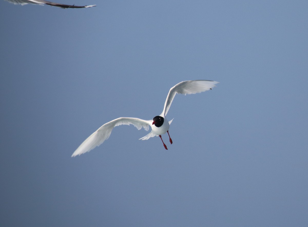 Gaviota Cabecinegra - ML231893371