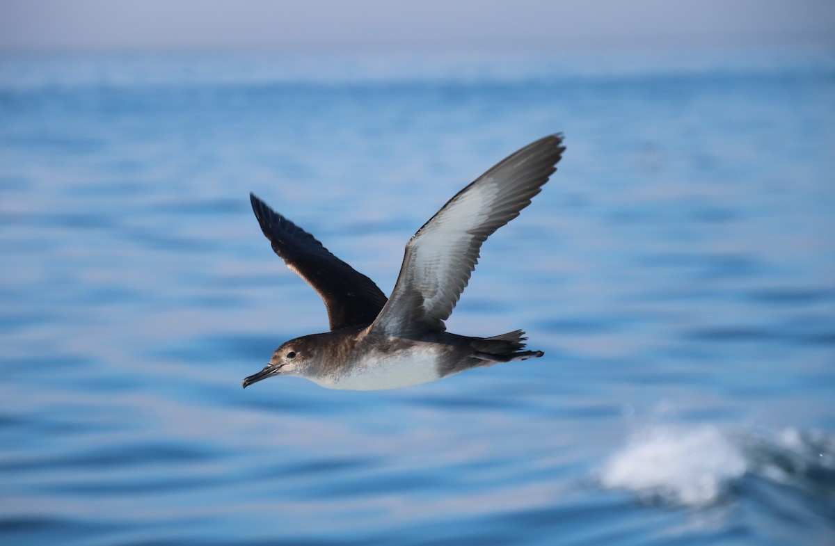 Balearic Shearwater - Jorge López Álvarez