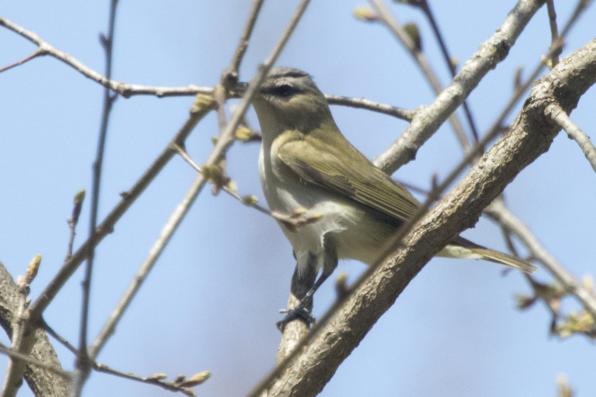 Red-eyed Vireo - ML231896341