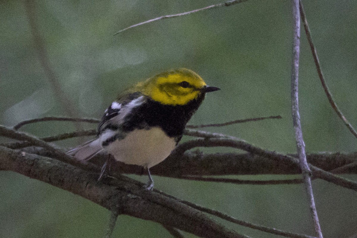 Black-throated Green Warbler - ML231896571