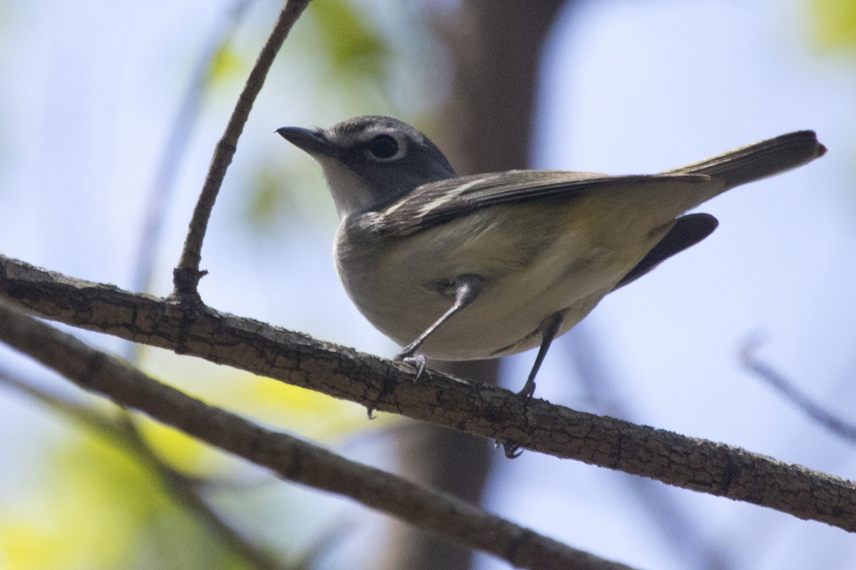 Blue-headed Vireo - ML231896591