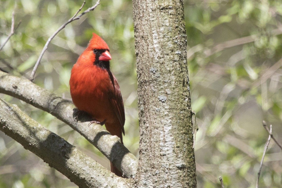 Northern Cardinal - ML231896751