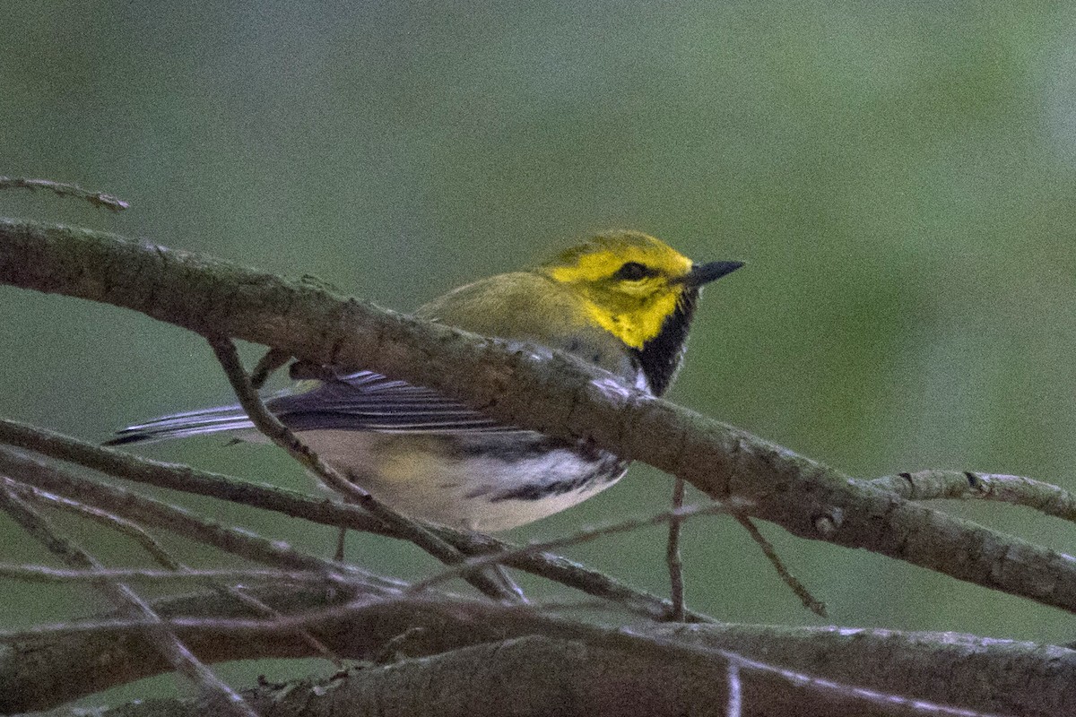 Black-throated Green Warbler - ML231896891