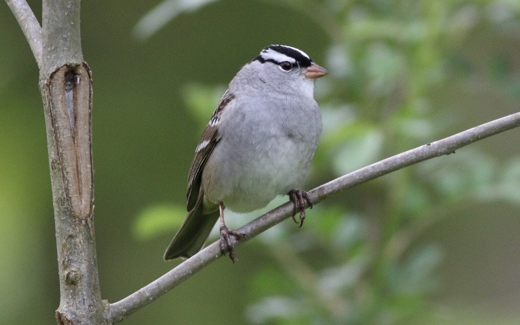 White-crowned Sparrow - ML231897111