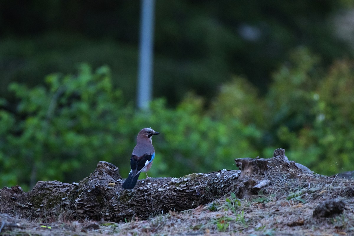 Eurasian Jay - ML231898001