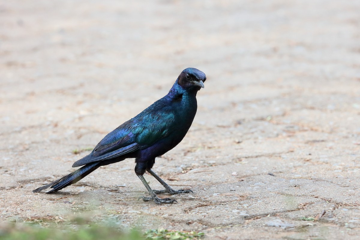 Burchell's Starling - Holger Teichmann