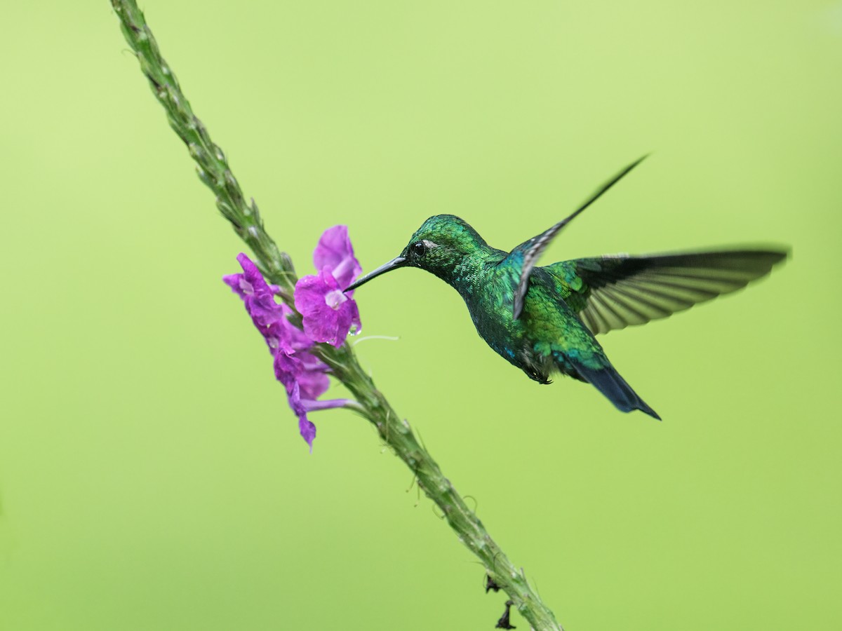 Blue-tailed Emerald - Nick Athanas