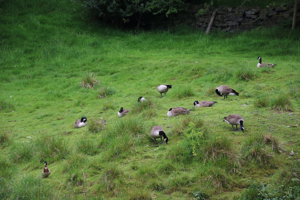 Canada Goose - ML231900831