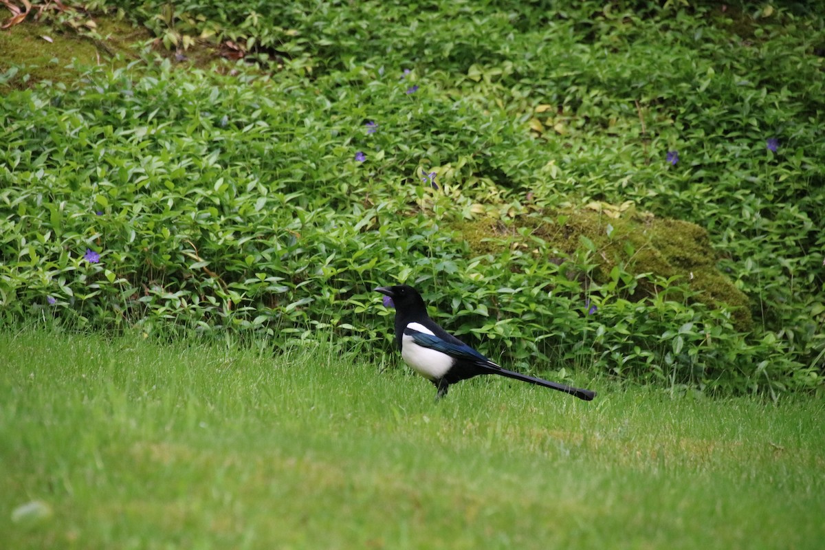 Eurasian Magpie - ML231901081