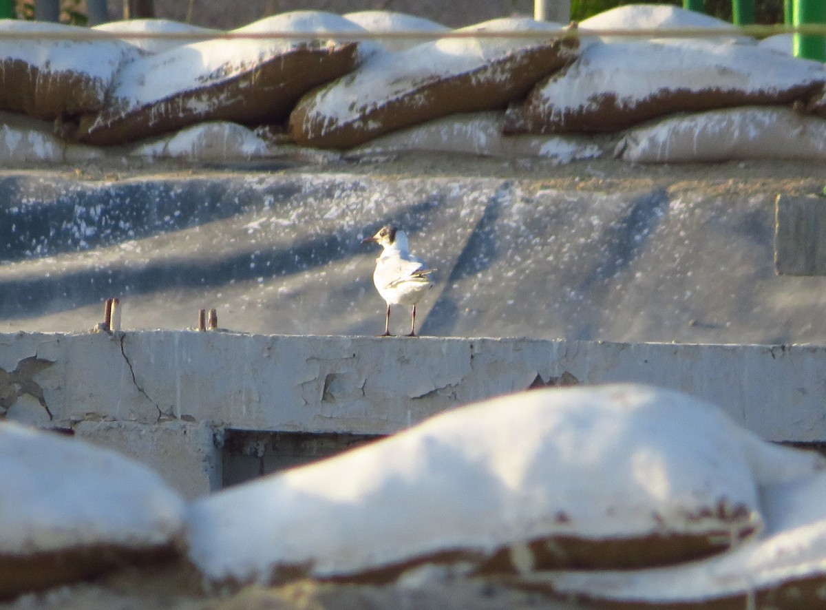 Mouette rieuse - ML231901711