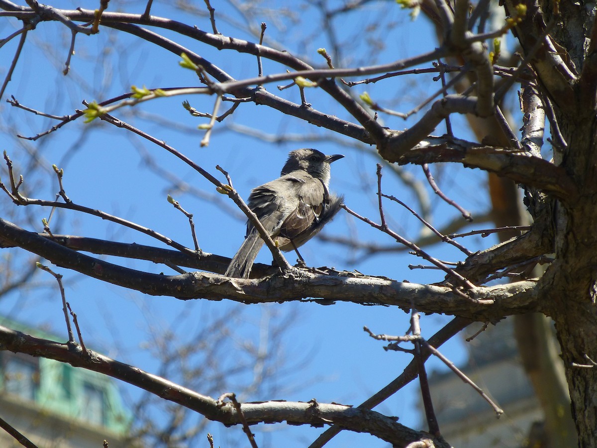 Northern Mockingbird - Sergio Calderon