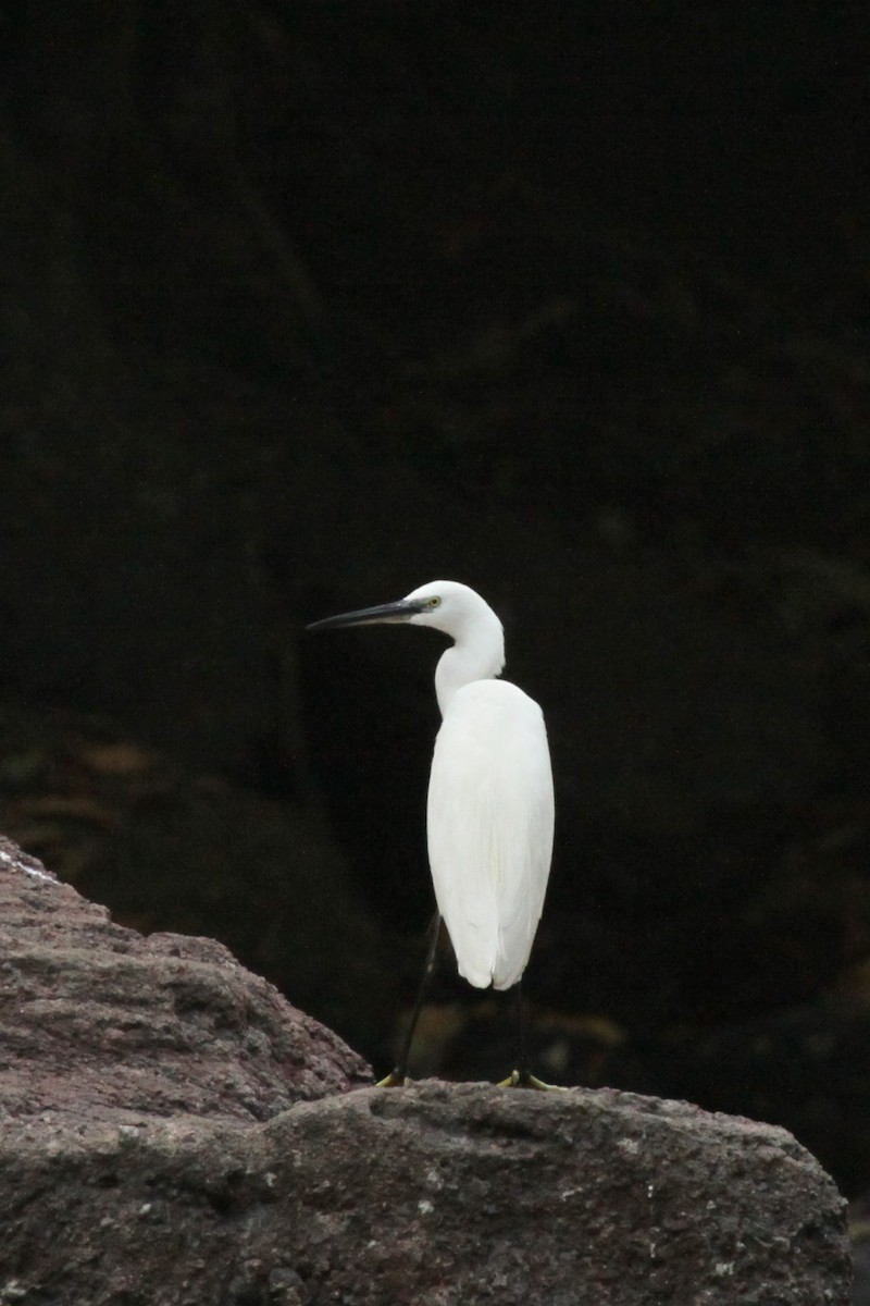 Little Egret - ML231902811