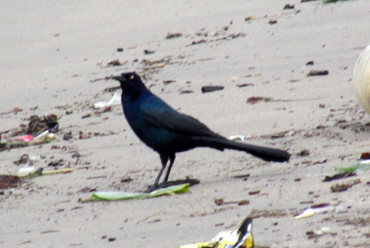 Boat-tailed Grackle - ML231904141