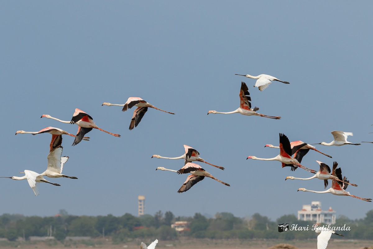 Greater Flamingo - Hari K Patibanda