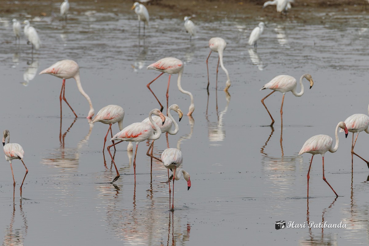 Flamingo - ML231904811