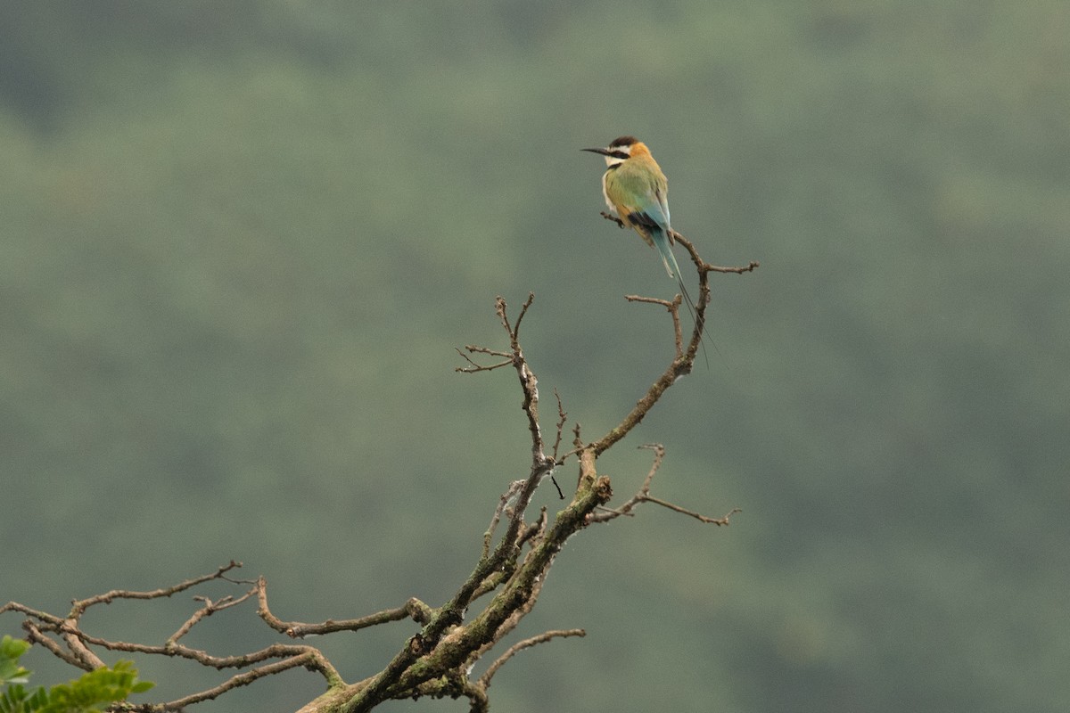 White-throated Bee-eater - ML231905601