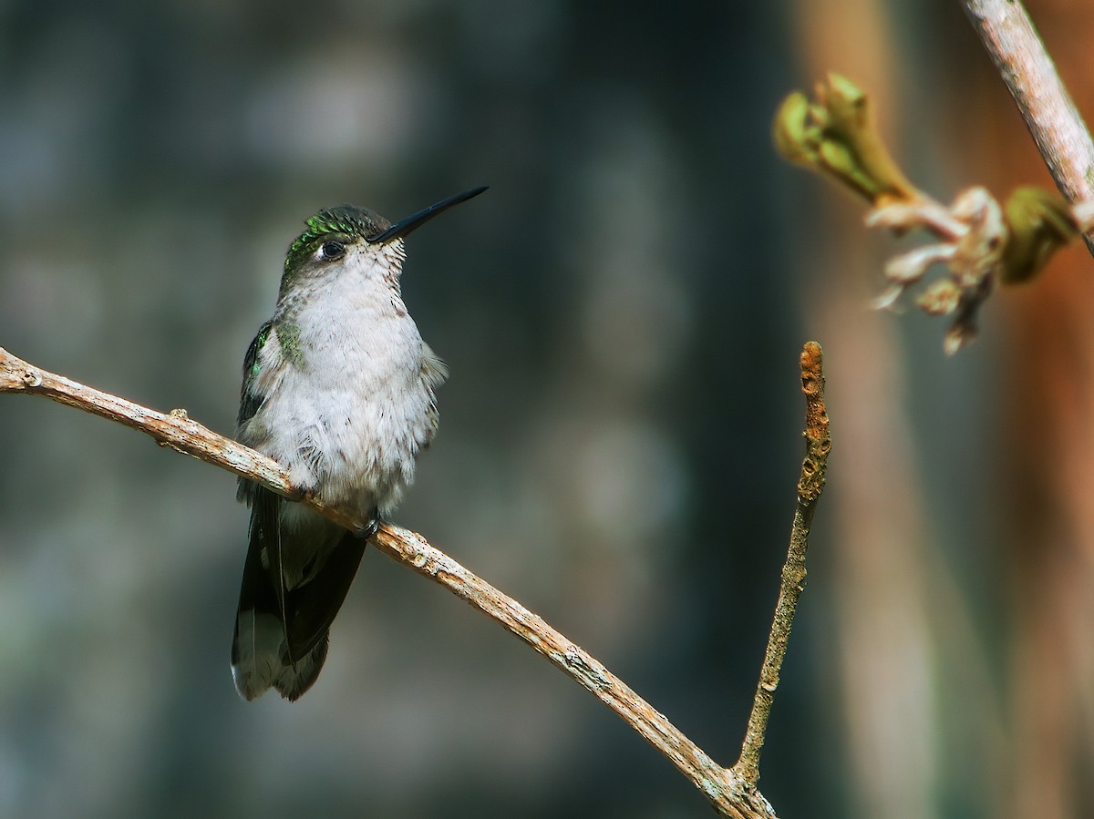 Colibrí de Diamantina - ML231905651