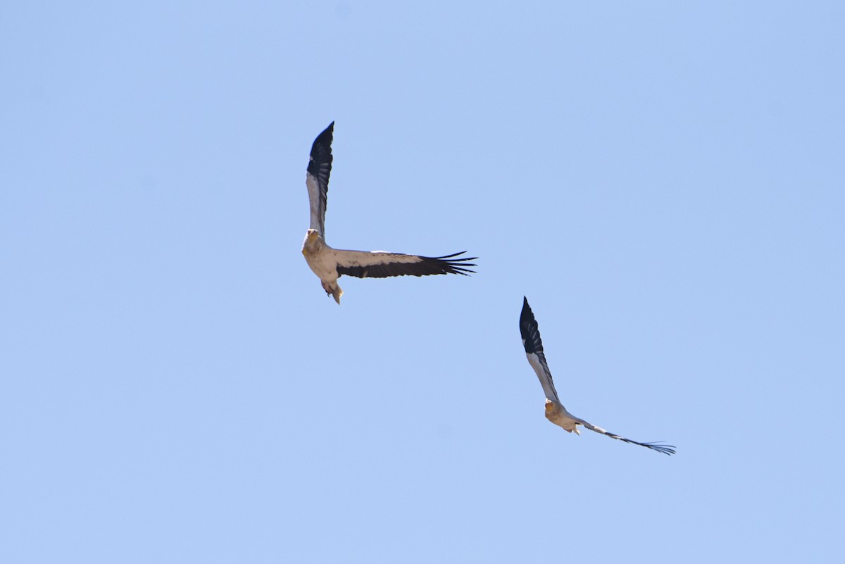 Egyptian Vulture - ML231906691