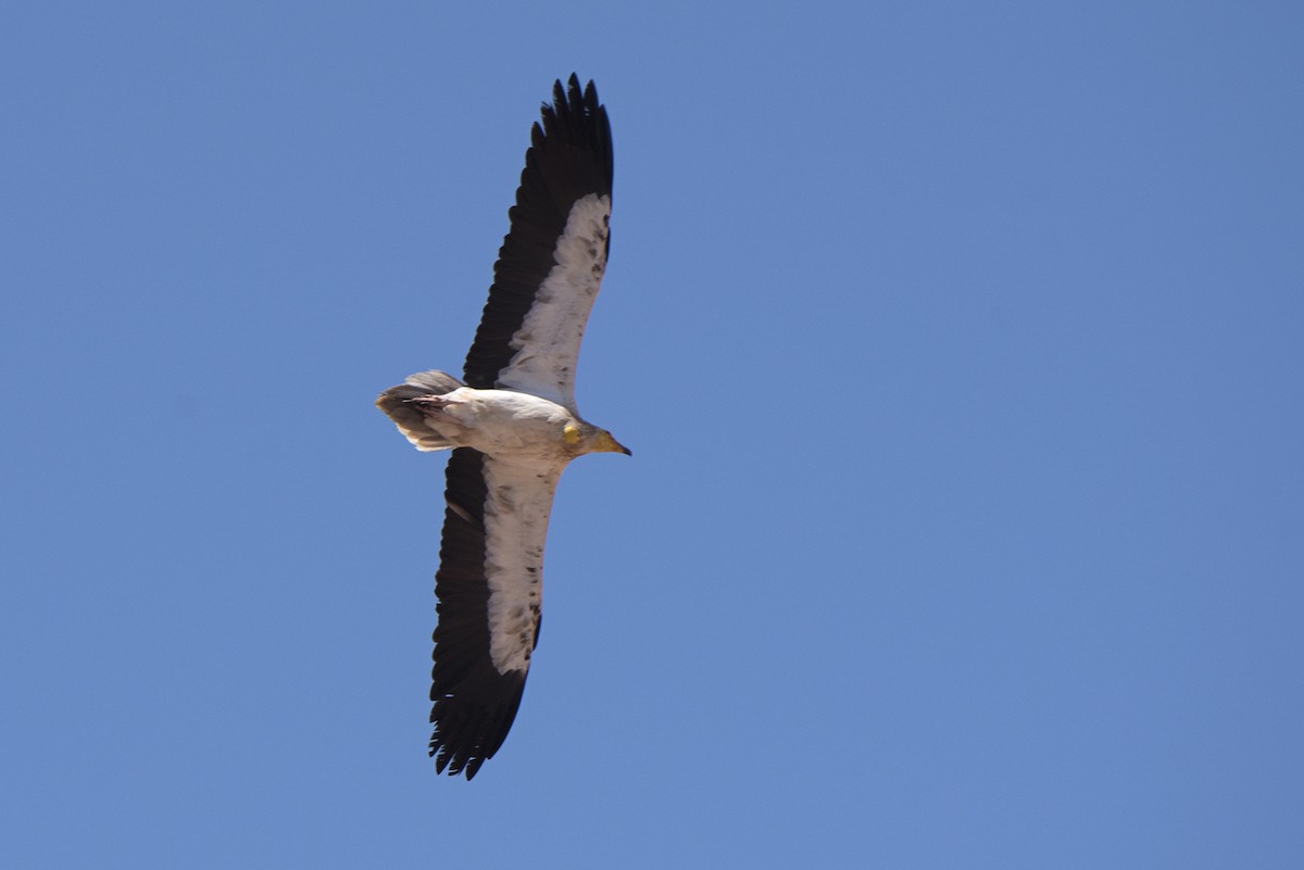 Egyptian Vulture - ML231906721