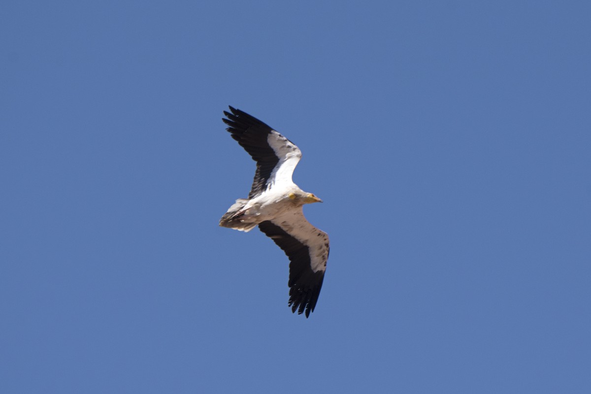 Egyptian Vulture - ML231906751