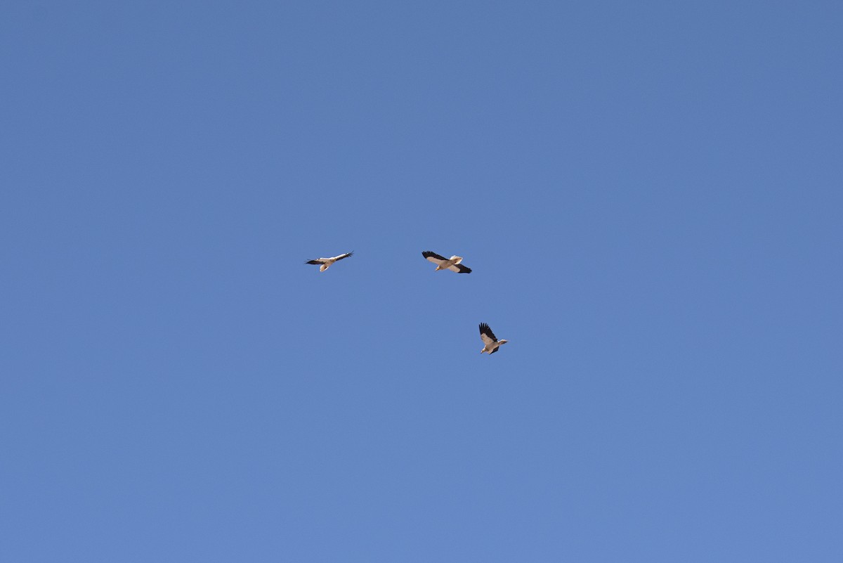 Egyptian Vulture - ML231906781