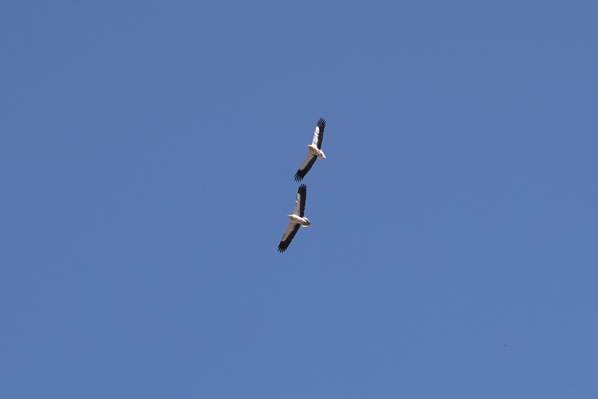 Egyptian Vulture - ML231906811