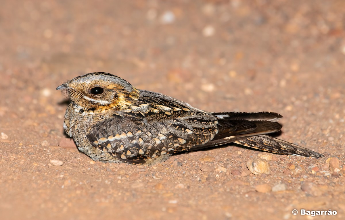 Red-necked Nightjar - ML231908241