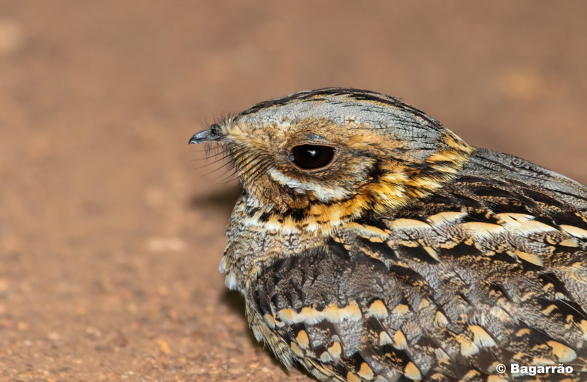 Red-necked Nightjar - ML231908281