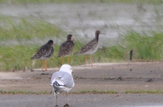 流蘇鷸 - ML231910001